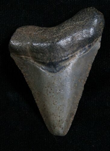 Bargain Megalodon Tooth - Florida #5460